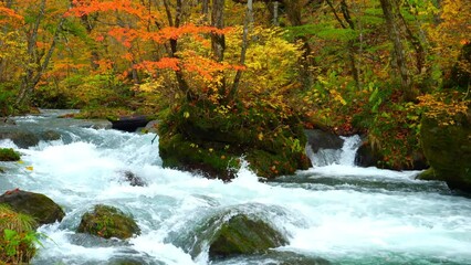 Wall Mural - oirase stream in autumn sunny day, beautiful fall or autumn foliage scene in a forest flowing river 