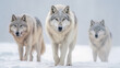 © Graxaim - white wolves in the snow - Created with Generative AI technology.