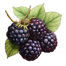 Blackberry, Isolated Blackberry Fruit, Blackberry Illustrations, Blackberry With Leaves, Berries