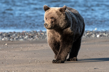 Wall Mural - Brown bear (Ursus arctos) walking along the coast; Lake Clark National Park; Alaska