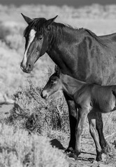  Washoe Valley Nevada Wild Horse and Foal
