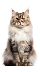  Siberian cat sitting on white background