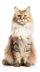 Siberian cat sitting on white background