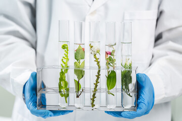 botany science laboratory, green plant experiment for medicine biology or biotechnology, scientist research an organic nature leaf in genetic chemistry for agriculture technology, growth test in glass