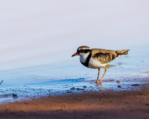 Wall Mural - A Black-fronted Dotterel (Elseyornis melanops) in profile showing its distinctive black face-mask and breast-band and prominent chestnut shoulder feathers