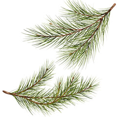 pine branch watercolor isolated illustration. green natural forest christmas tree. needles branches 