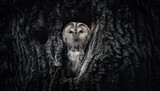 Fototapeta Konie - A Strix aluco owl peeks out of its cavity in a tree, lurking for food.