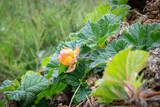 Fototapeta Kuchnia - Cloudberry plant with orange colored fruit growing in a moorland.