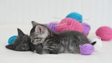 Two Cute Gray British Kittens Lie Playing In A Basket Next To Pink Blue And Purple Tangles On An Isolated White Background. High Quality . High Quality 4k Footage