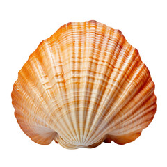 sea shell isolated on transparent background cutout