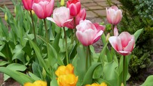 Close-up Shot Of A Flowerbed Full With Colorful Tulip Blooming With Fringed Petals In Orange, Yellow, Pink And Purple Colors In Bright Sunlight In Spring