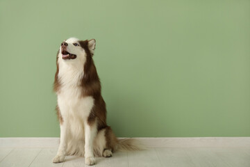 Wall Mural - Cute Husky dog sitting on floor in room