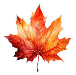 Wall Mural - Maple leaves watercolor illustration isolated.