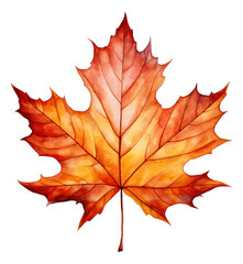 Wall Mural - Maple leaves watercolor illustration isolated.