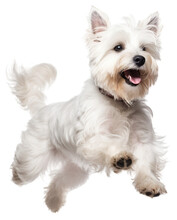 Transparent PNG - Happy White Terrier