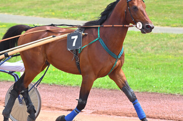 cheval de course pour trot attelé