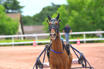 cheval de course pour trot attelé