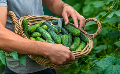 Wall Mural - A male farmer harvests cucumbers in a greenhouse. Selective focus.