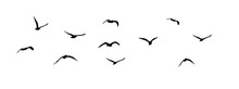 Png Flock Of Birds Silhouette Isolated On Clear Background