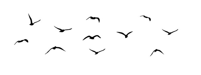 Wall Mural - png flock of birds silhouette isolated on clear background