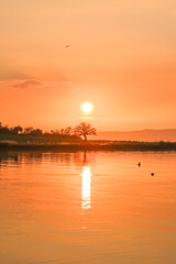 Wall Mural - silhouette of the iconic tree with the orange sun setting behind it