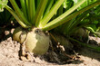 © aneriksson - Sugar beet root in a field close-up. Sugar beet root in the ground. Cultivation of sugar beets on a farm plot. Root crops of sugar beet.
