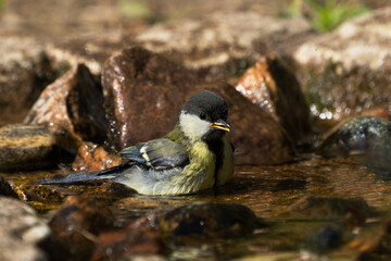 side view of a cute bathing juvenile great tit bird in a natural looking bird bath