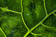 Mesmerizing Microscope View Of A Vine Leaf's Cell Structure, Highlighting The Gentle Blend Of Natural Green And Scientific Austerity. Generative AI
