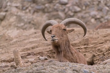 Sticker - Closeup portrait of a barbary sheep.  Ammotragus lervia.