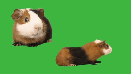 Sticker - guinea pig on green screen