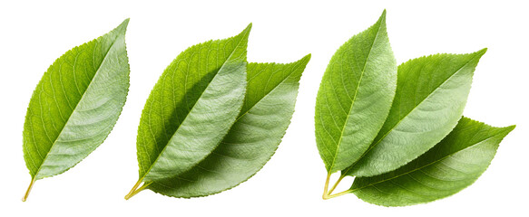 Sticker - Set of fresh green leaves, cut out