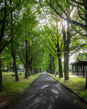 Fototapeta Sawanna - 茨城県水戸市　茨城県立歴史館の初夏の風景