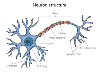 Wall Mural - Neuron structure brain cell diagram schematic raster illustration. Medical science educational illustration