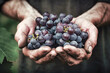 Men's hands holding ripe grapes. Generative AI. 