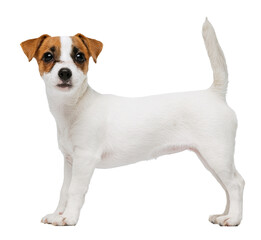 Wall Mural - Portrait of cute playful puppy of Jack Russell Terrier in motion, jumping isolated over transparent background.