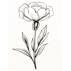 Wall Mural - Line art of flowers and plants Wild Chamomile black ink sketch. Wild botanical garden bloom.