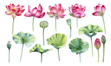 Watercolor Set Of Lotus Flowers, Leaves, Buds And Seeds Isolated On A White Background.