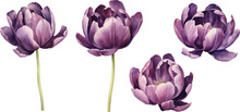 Set Of Flowers On An Isolated White Background. Watercolor Vector Illustrations. Purple Tulips