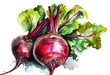 Generative ai illustration watercolor vegetable beetroot, on transparent background with png file.
