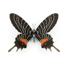 Beautiful Swallowtail Butterfly