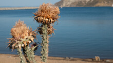 Dried Flower Heads Of Wild Artichoke In Summer By The Sea In Gokceada, Canakkale, Turkey