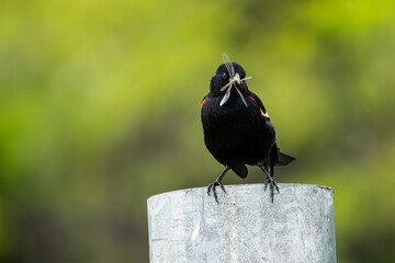 Wall Mural - Red-winged blackbird perched on a post with an insect in its beak to bring back to the nest for its young.