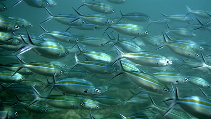 Wall Mural - View of a large school of blue striped fish swimming in the clear waters of Thailand. Concept of underwater adventure and marine conservation.