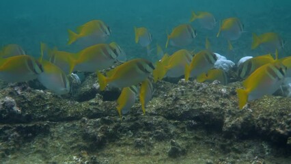 Wall Mural - Colorful underwater school of fishes swim among vibrant coral in the tropical ocean. Marine life while scuba diving or snorkeling. Concept of underwater wildlife and nature.