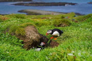 atlantic puffins on the isle of lunga in scotland. the puffins breed on lunga, a small island of the