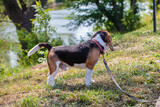 Fototapeta Do przedpokoju - a hunting dog of the beagle breed stands on the street. dog on a leash for a walk.