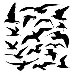 various flying seagull silhouette collection