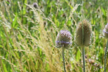 Wall Mural - Thistle Fields