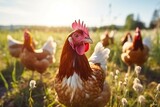 Fototapeta Zwierzęta - A mother hen with her chickens outdoors, grazing on a sunlit pasture, Generative Ai