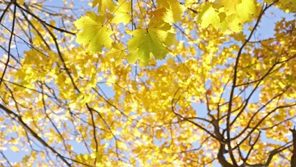 Poster - bright yellow and orange foliage rotation. fine autumn video background